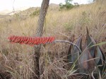 Aloe ortholopha
