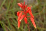 Aloe plowesii