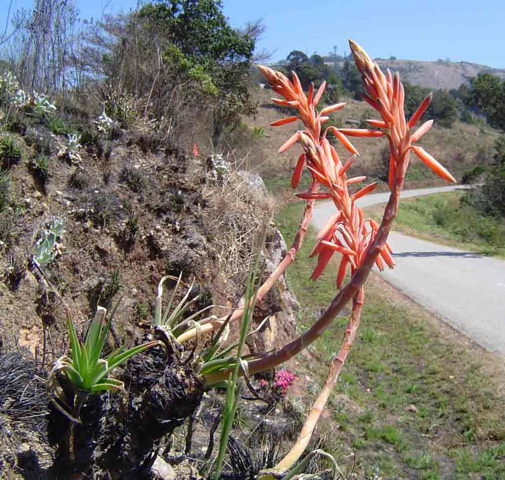Aloe rhodesiana