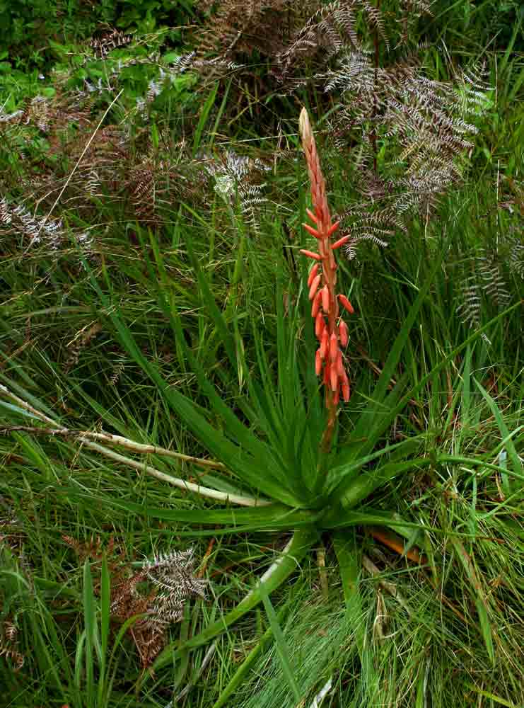 Aloe rhodesiana