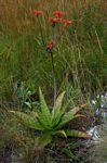 Aloe swynnertonii