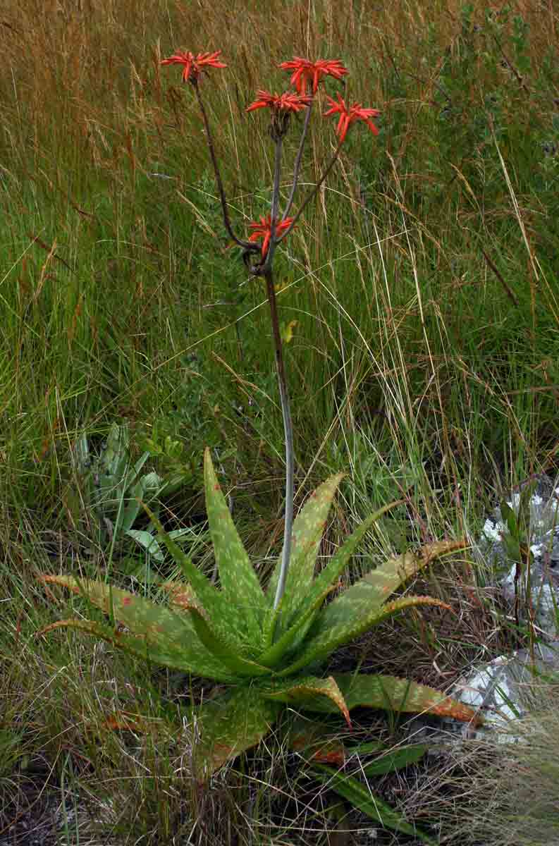 Aloe swynnertonii