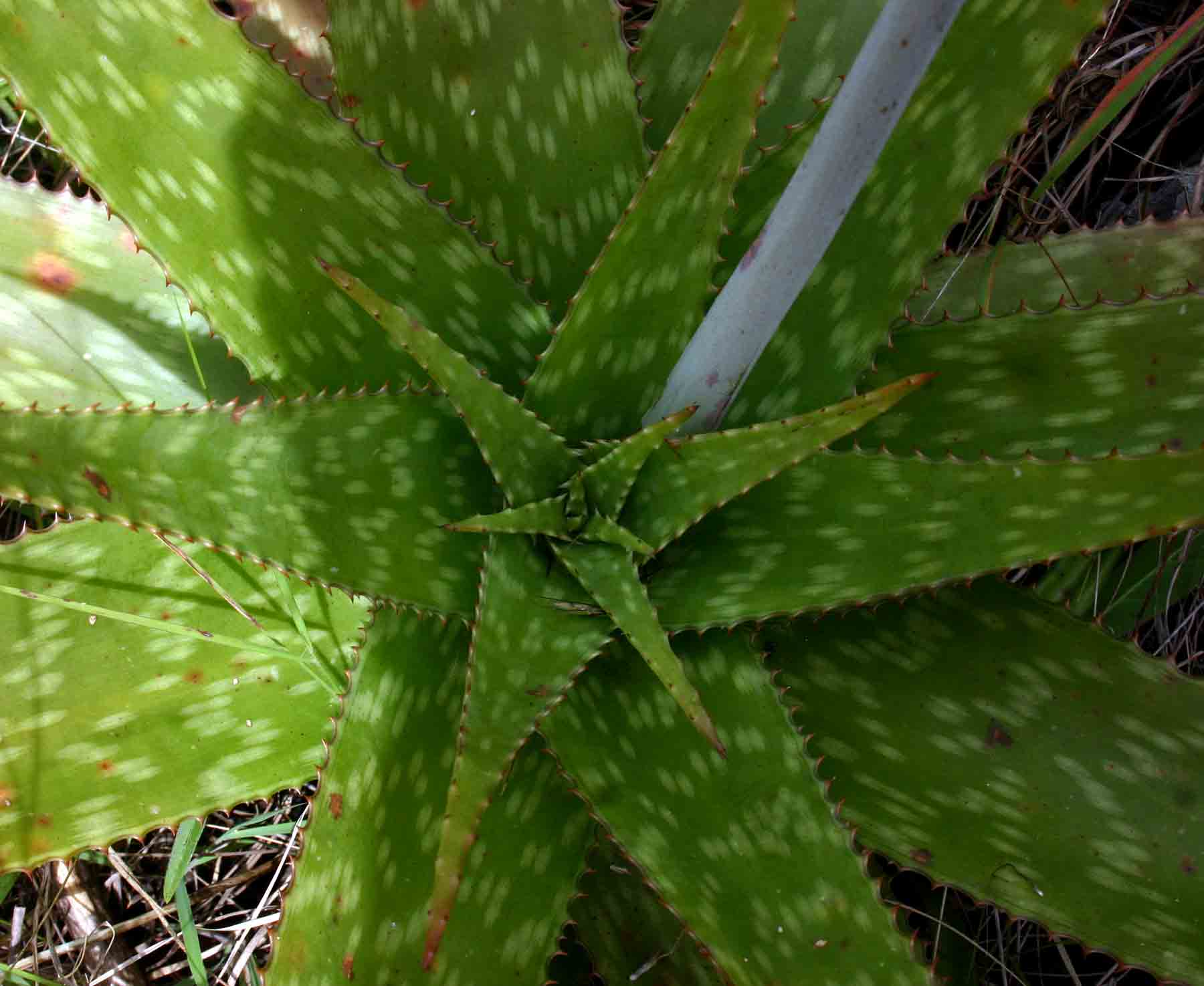 Aloe swynnertonii