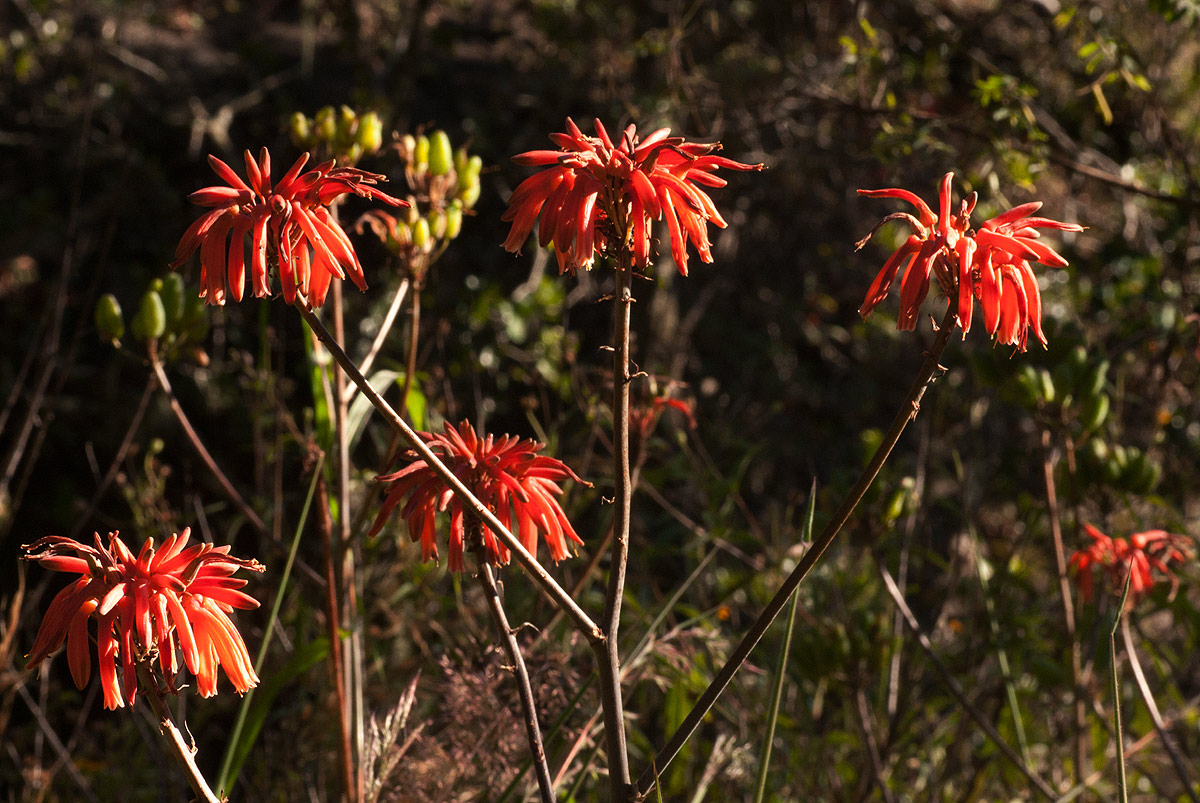 Aloe swynnertonii