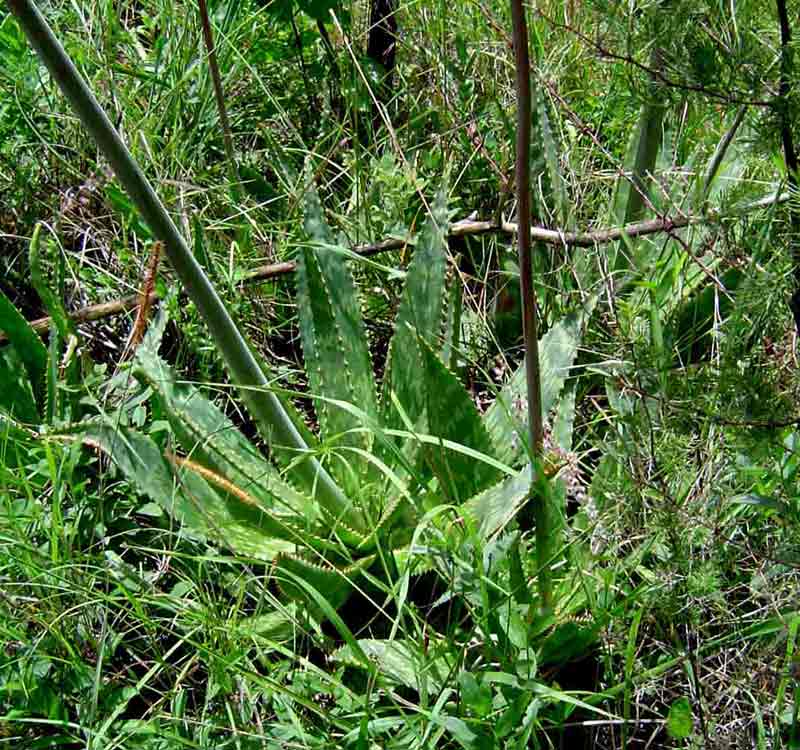 Aloe zebrina
