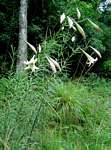 Lilium formosanum