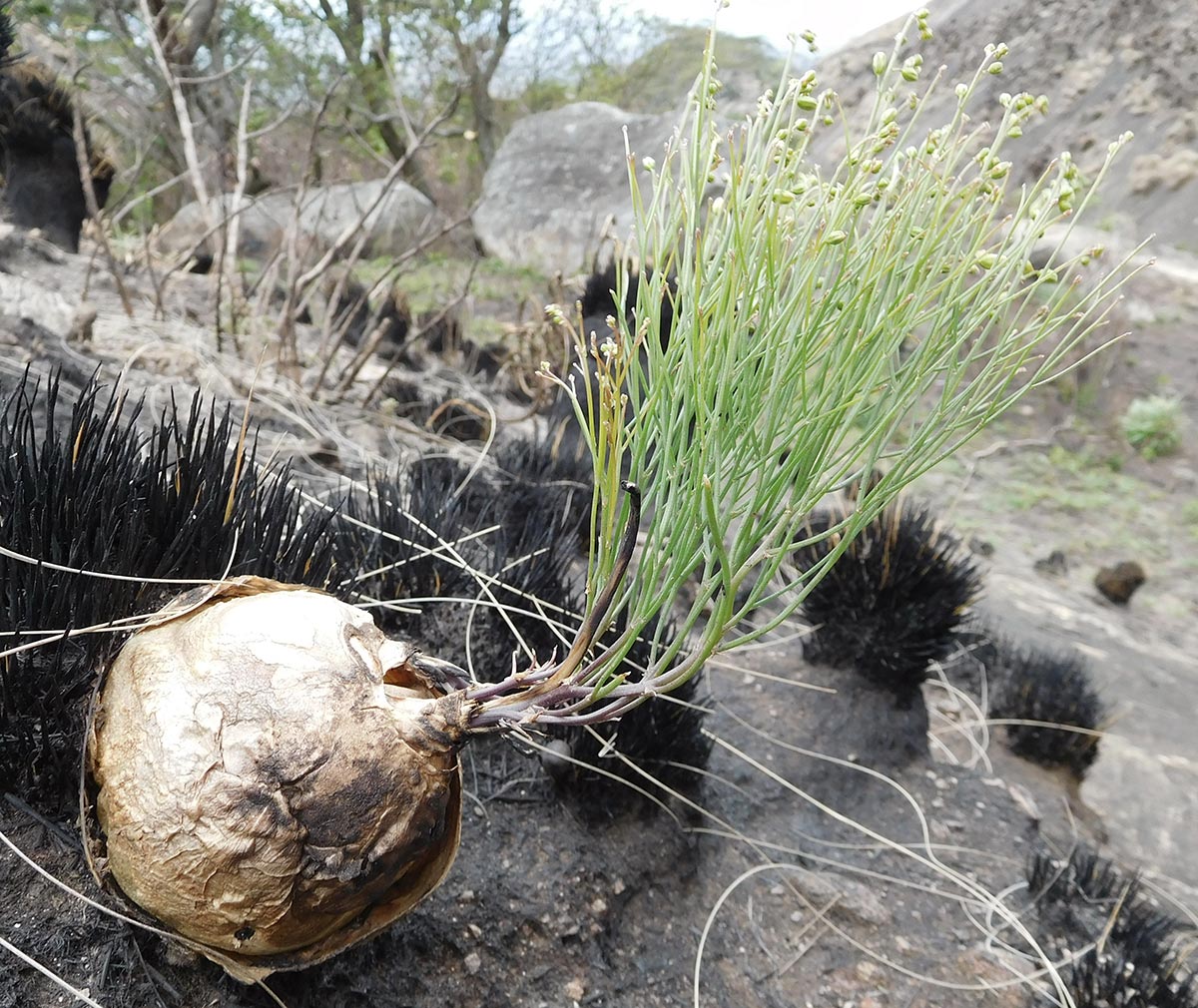 Schizobasis intricata