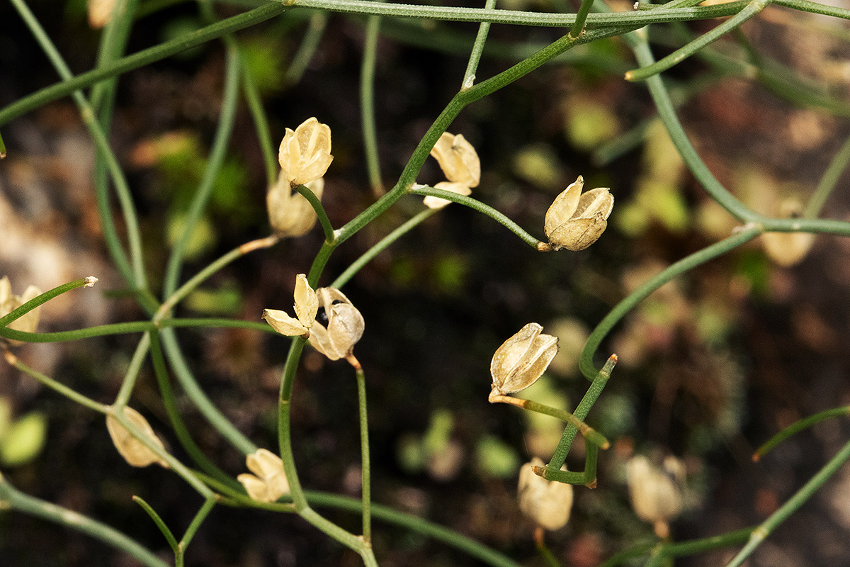 Schizobasis intricata Schizobasis intricata