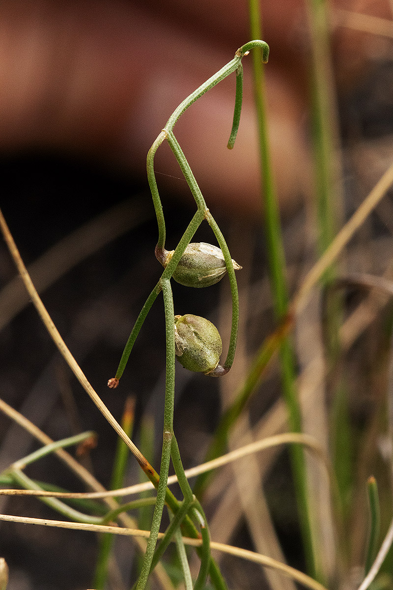 Schizobasis intricata