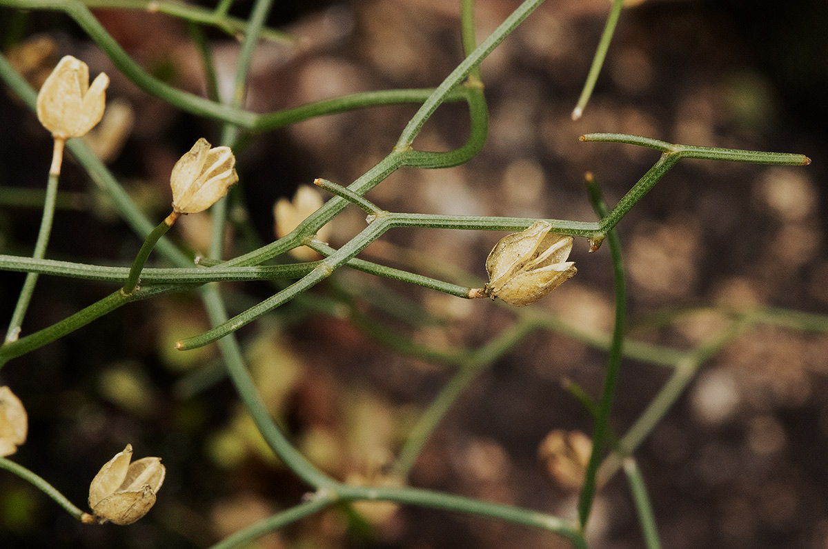 Schizobasis intricata