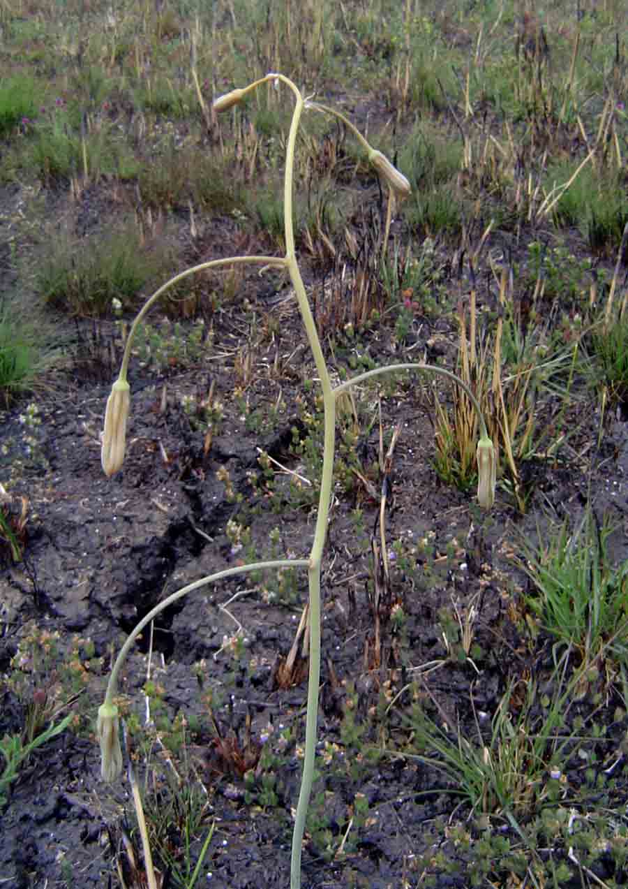 Drimia macrantha Drimia macrantha