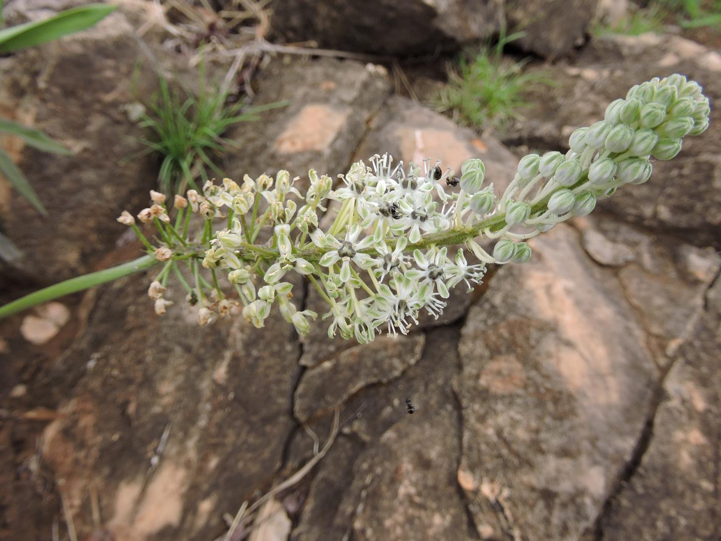 Schizocarphus nervosus