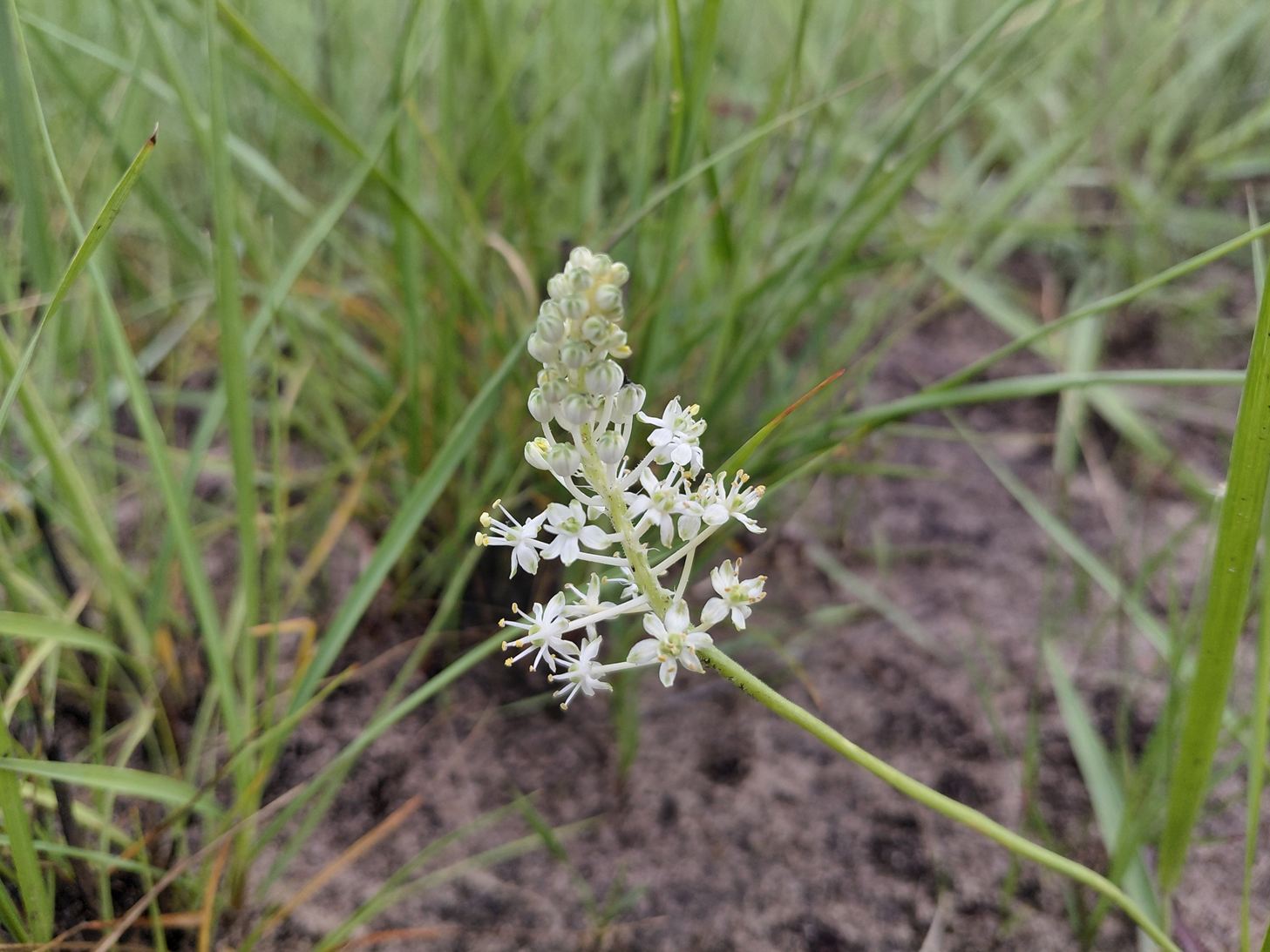 Schizocarphus nervosus