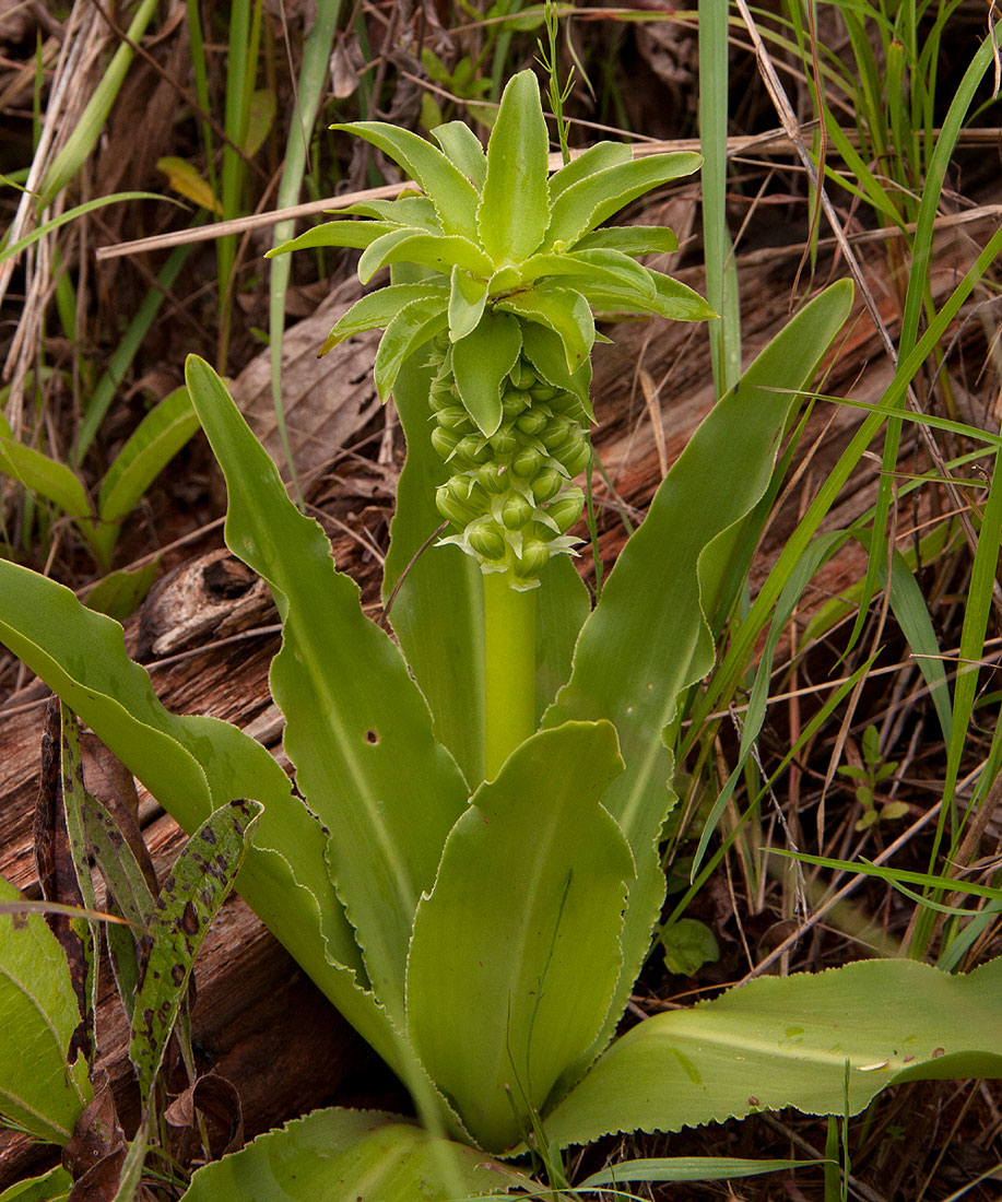 Eucomis autumnalis Eucomis autumnalis