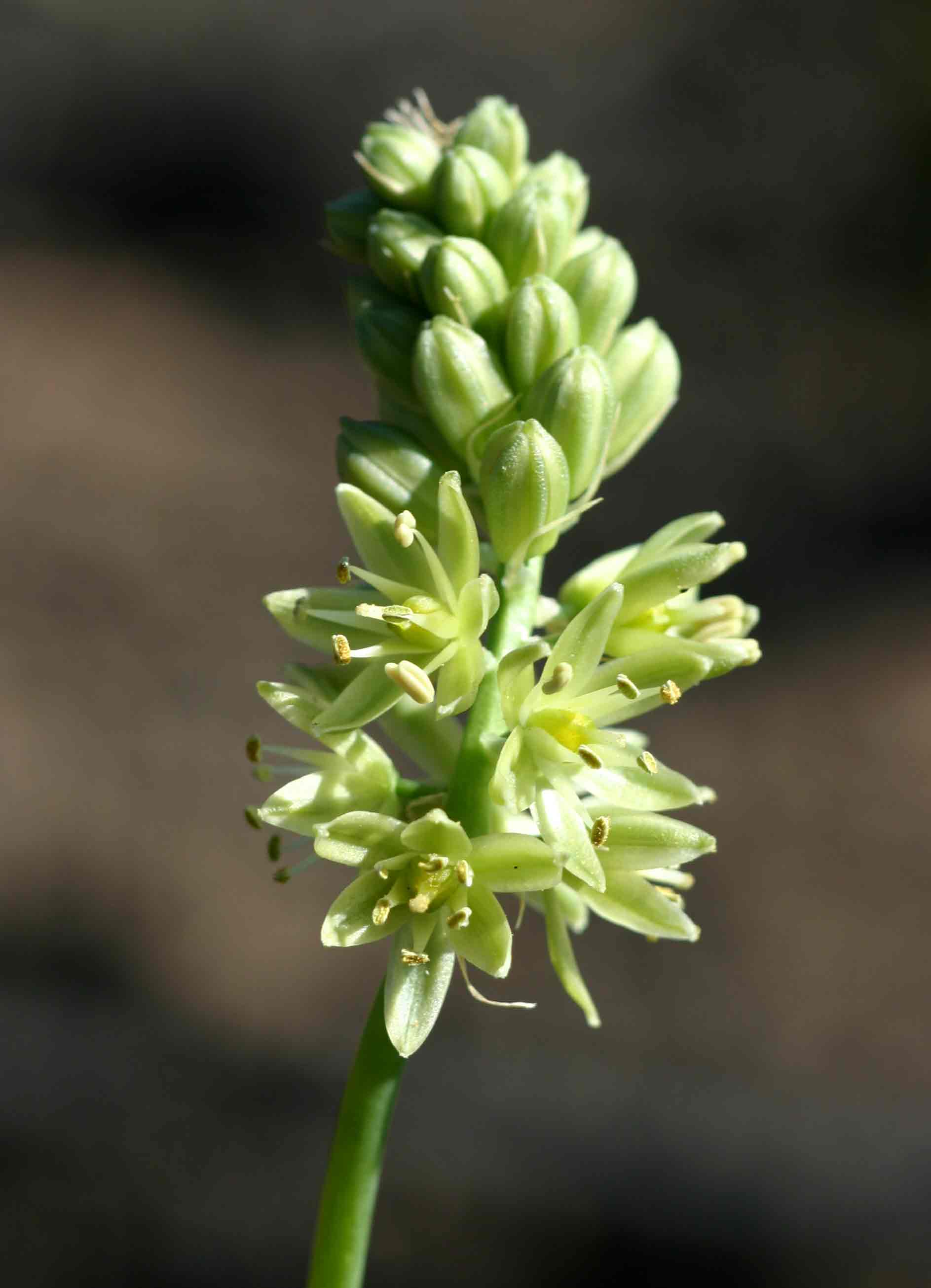 Ornithogalum tenuifolium subsp. tenuifolium
