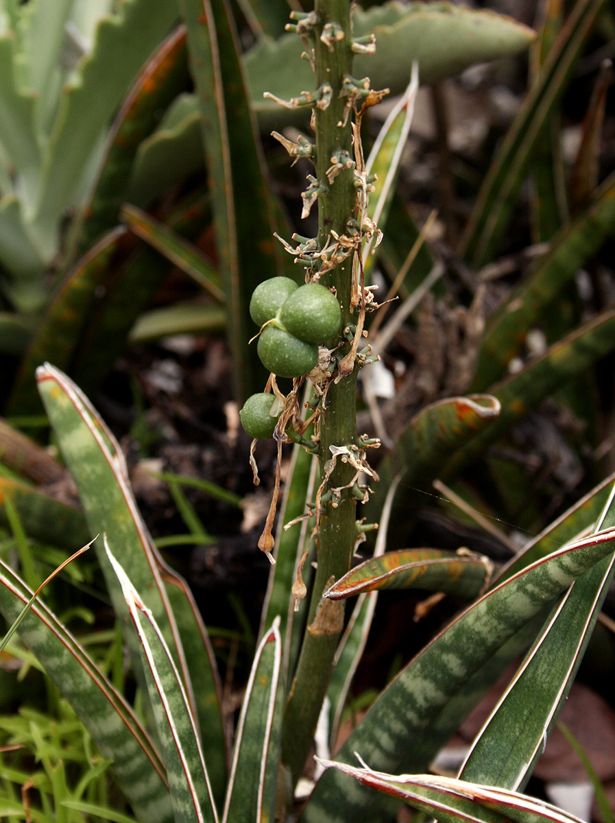 Sansevieria aethiopica