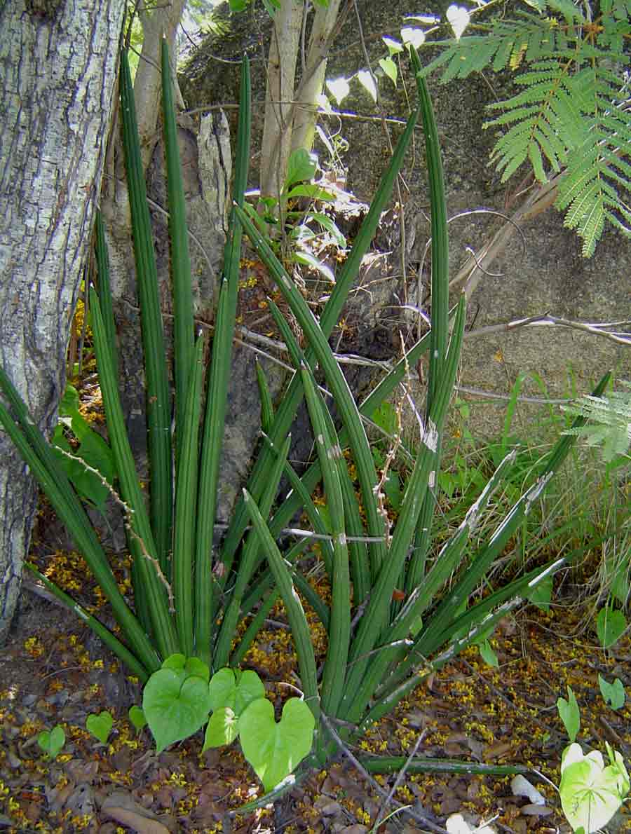 Sansevieria pearsonii