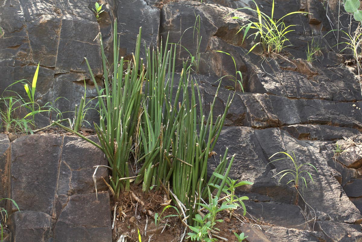 Sansevieria pearsonii