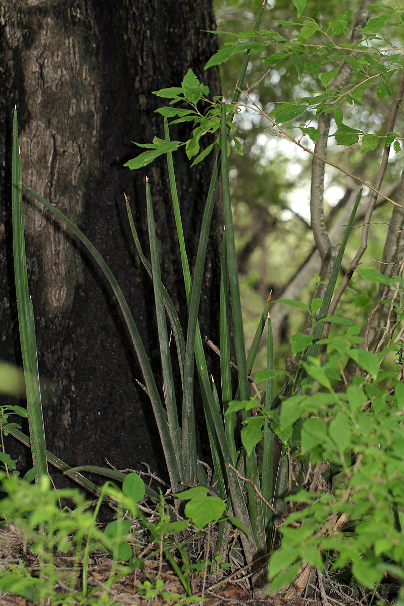 Sansevieria pearsonii