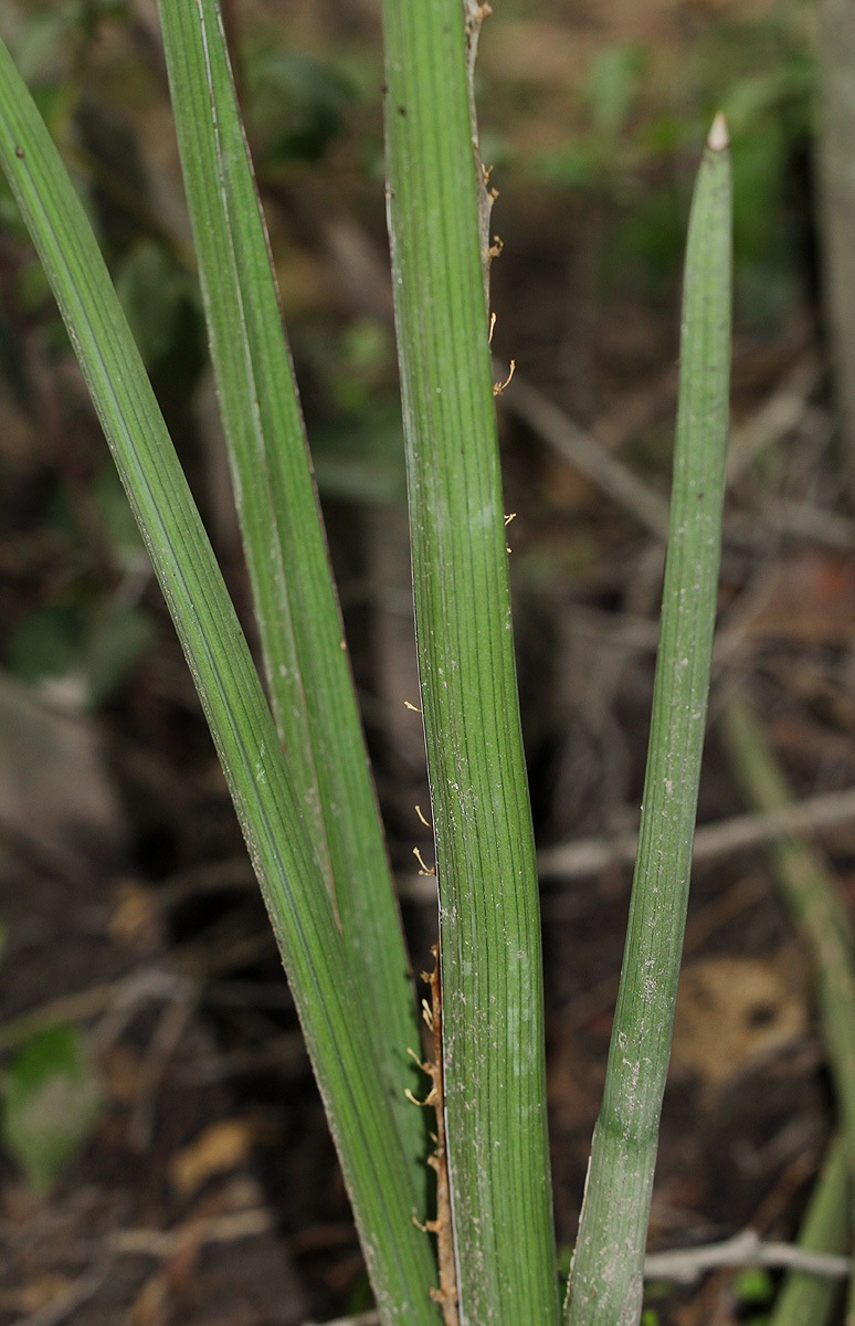 Sansevieria pearsonii