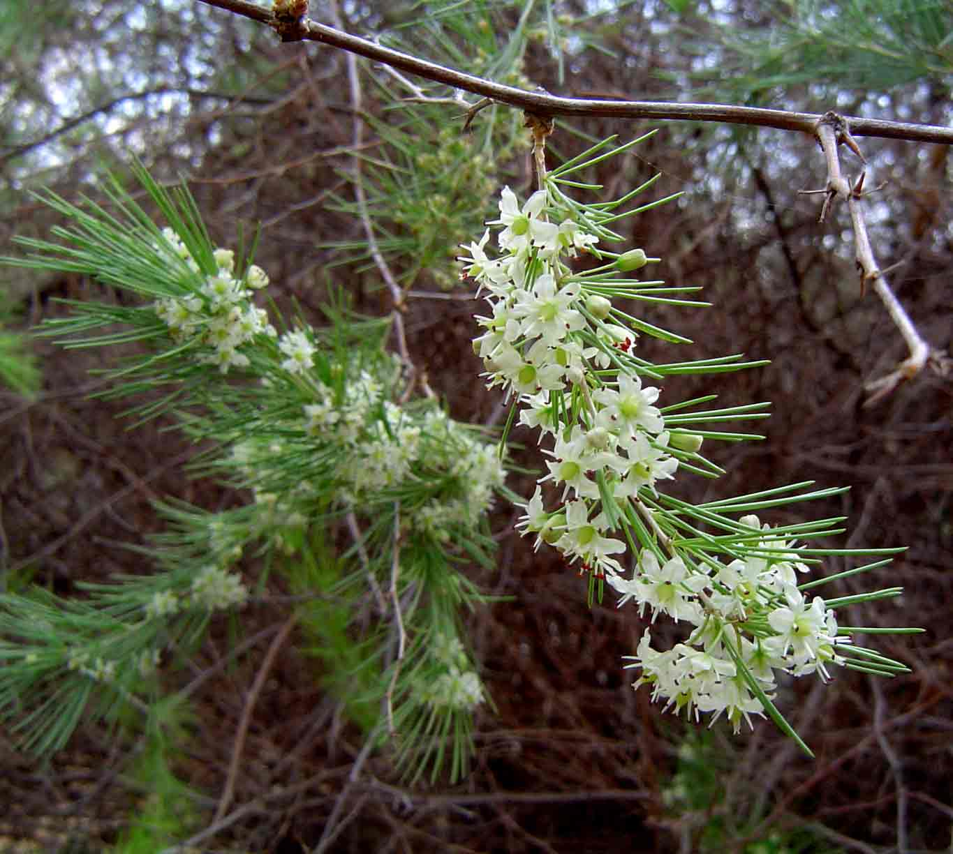 Asparagus laricinus