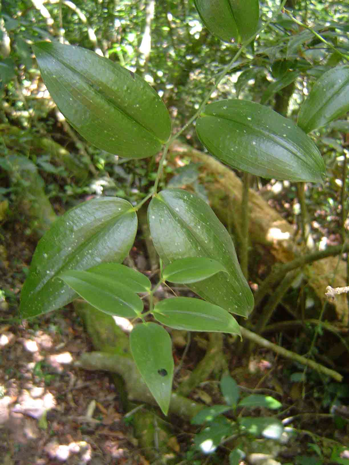 Behnia reticulata