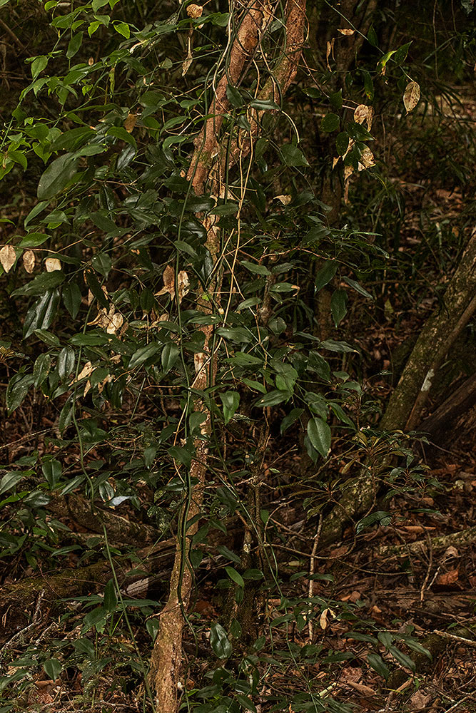 Behnia reticulata