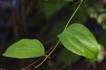 Smilax anceps