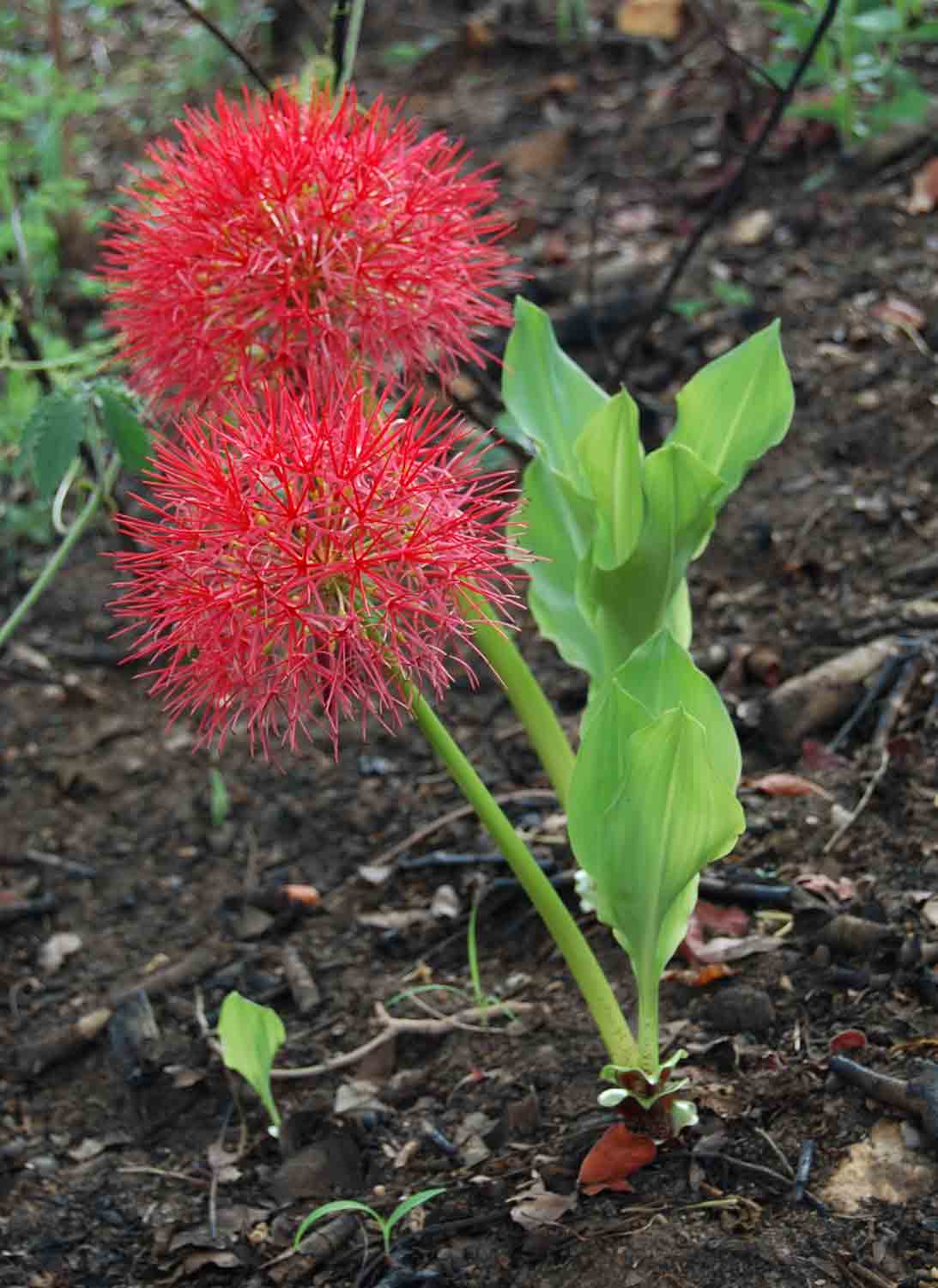 Scadoxus multiflorus subsp. multiflorus