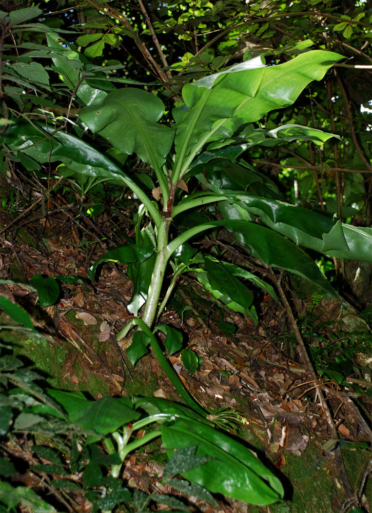Scadoxus multiflorus subsp. multiflorus