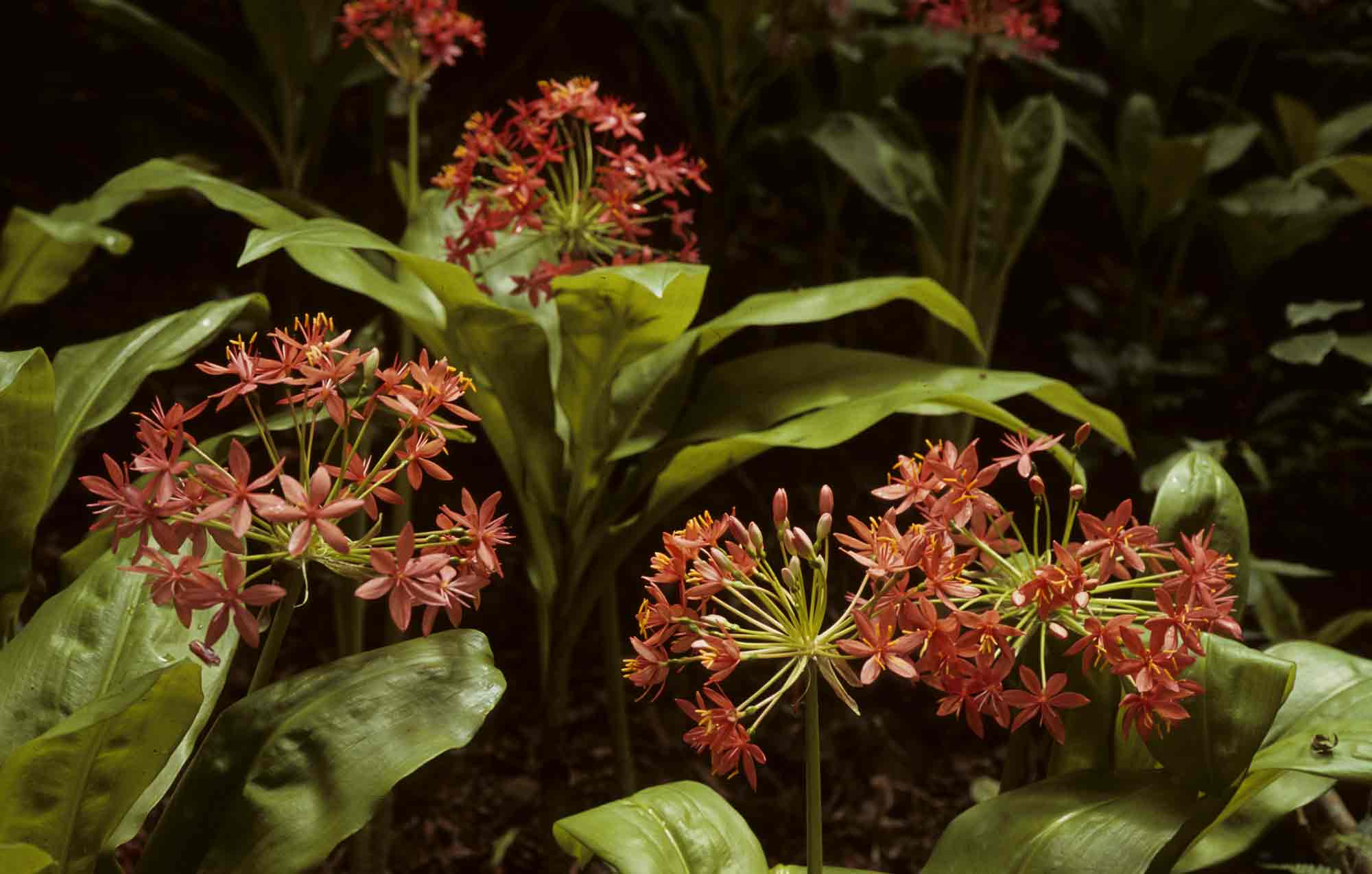Scadoxus pole-evansii
