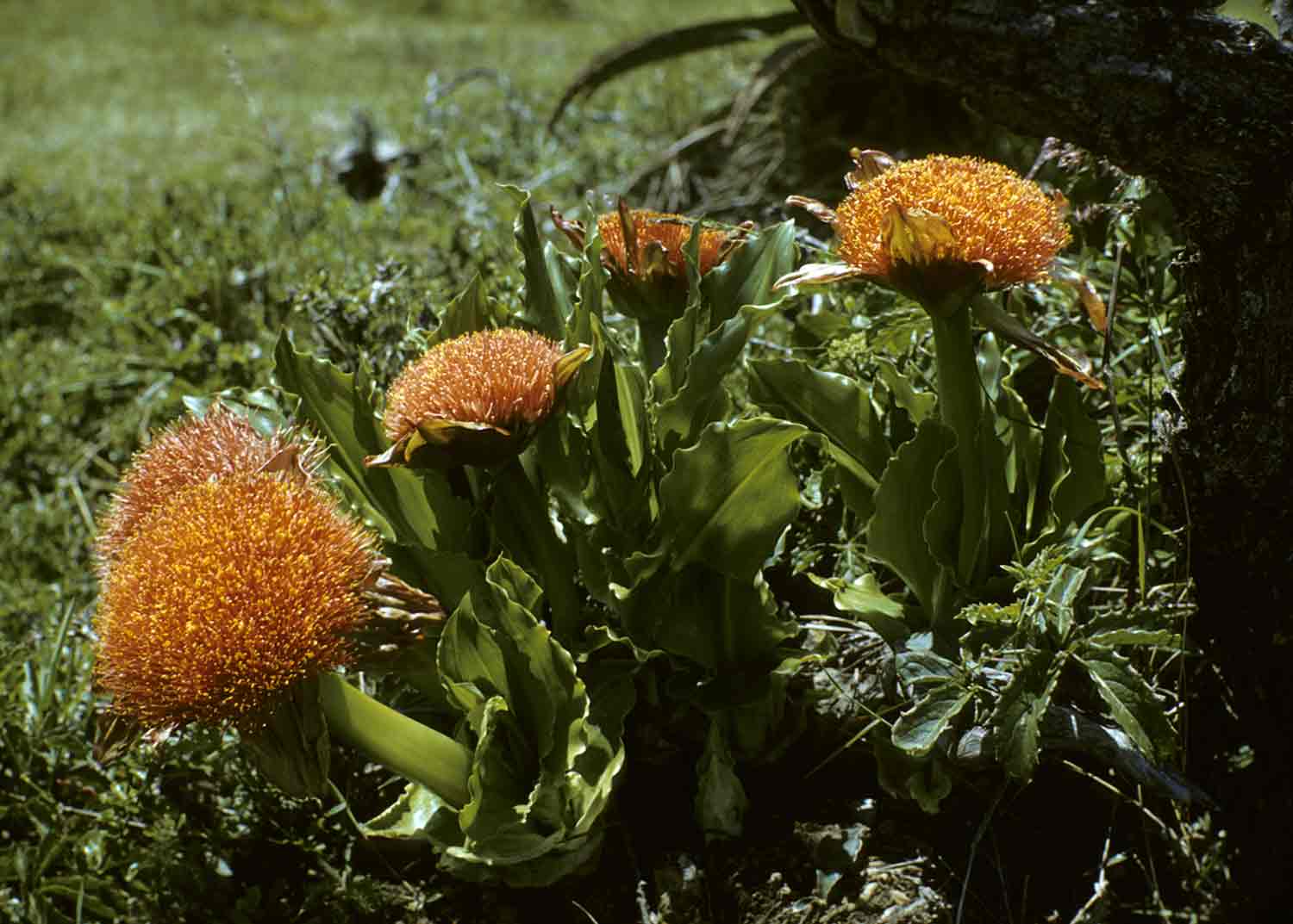 Scadoxus puniceus Scadoxus puniceus