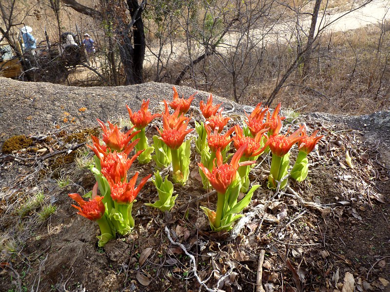 Scadoxus puniceus Scadoxus puniceus