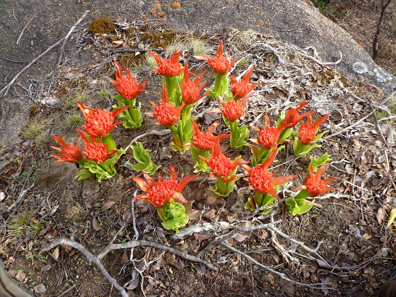Scadoxus puniceus Scadoxus puniceus