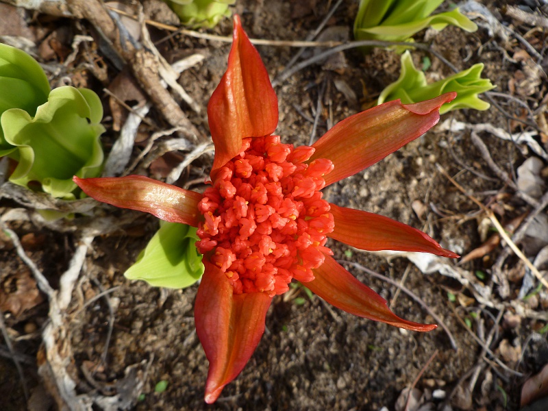 Scadoxus puniceus Scadoxus puniceus