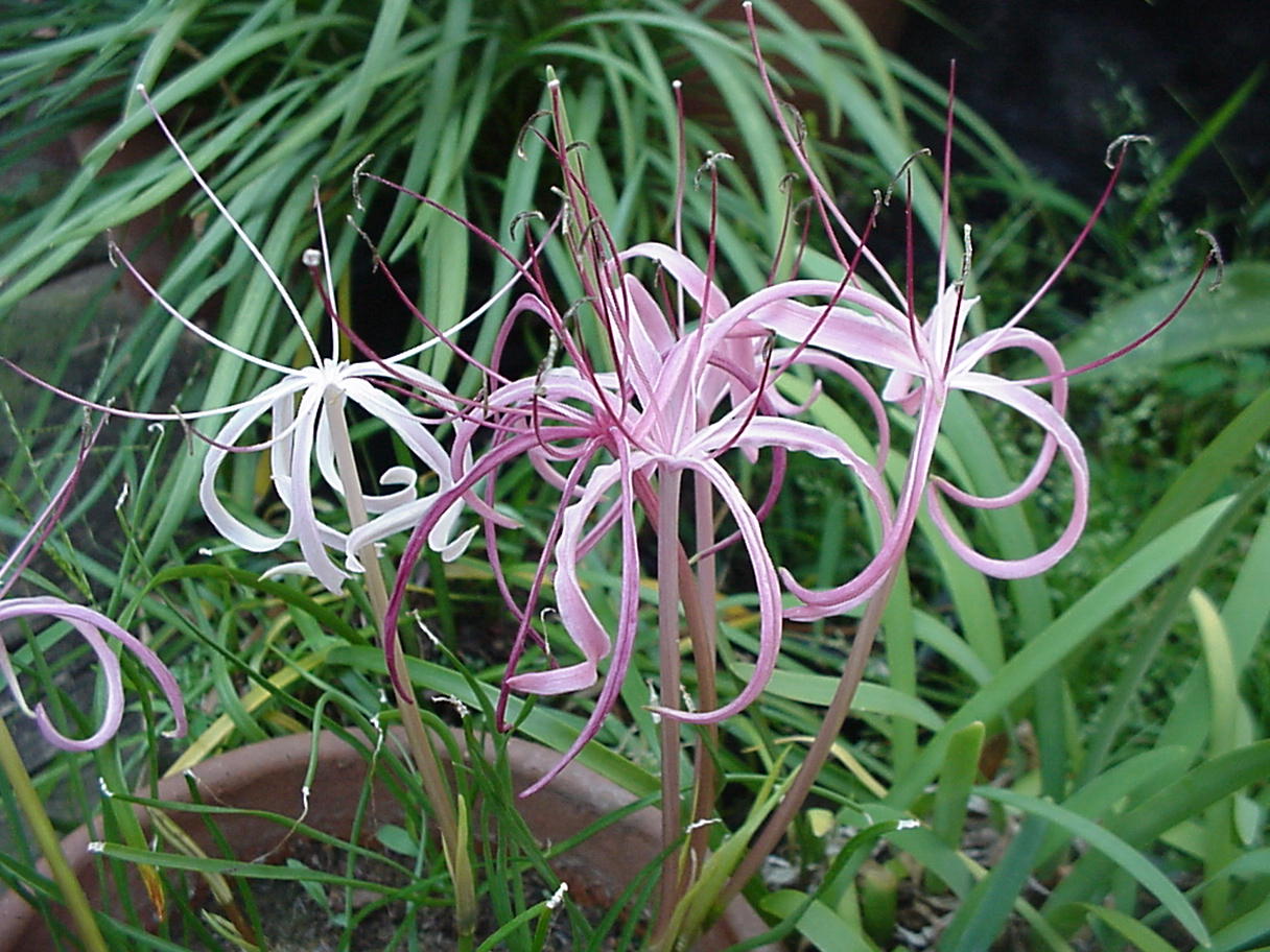 Ammocharis baumii