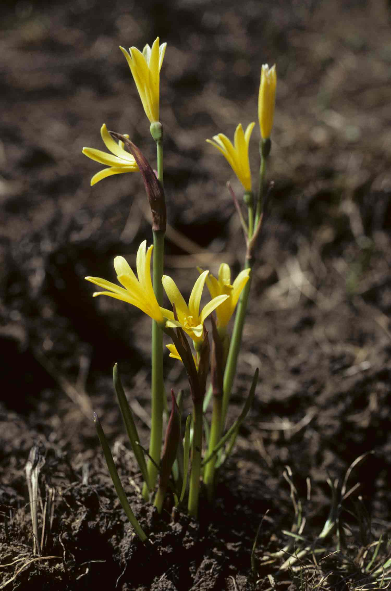 Cyrtanthus breviflorus