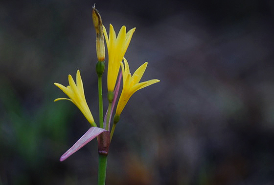 Cyrtanthus breviflorus
