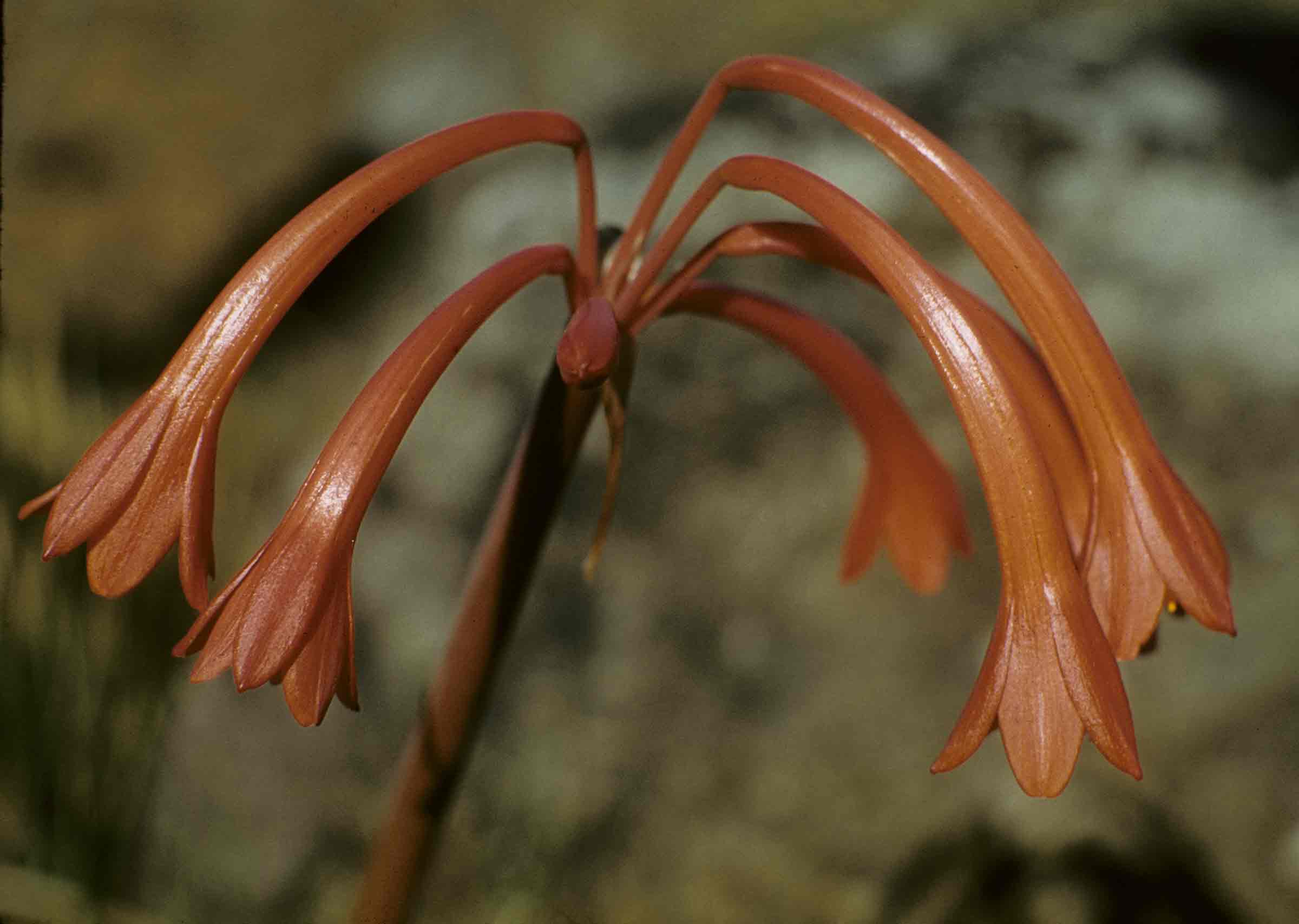 Cyrtanthus rhodesianus
