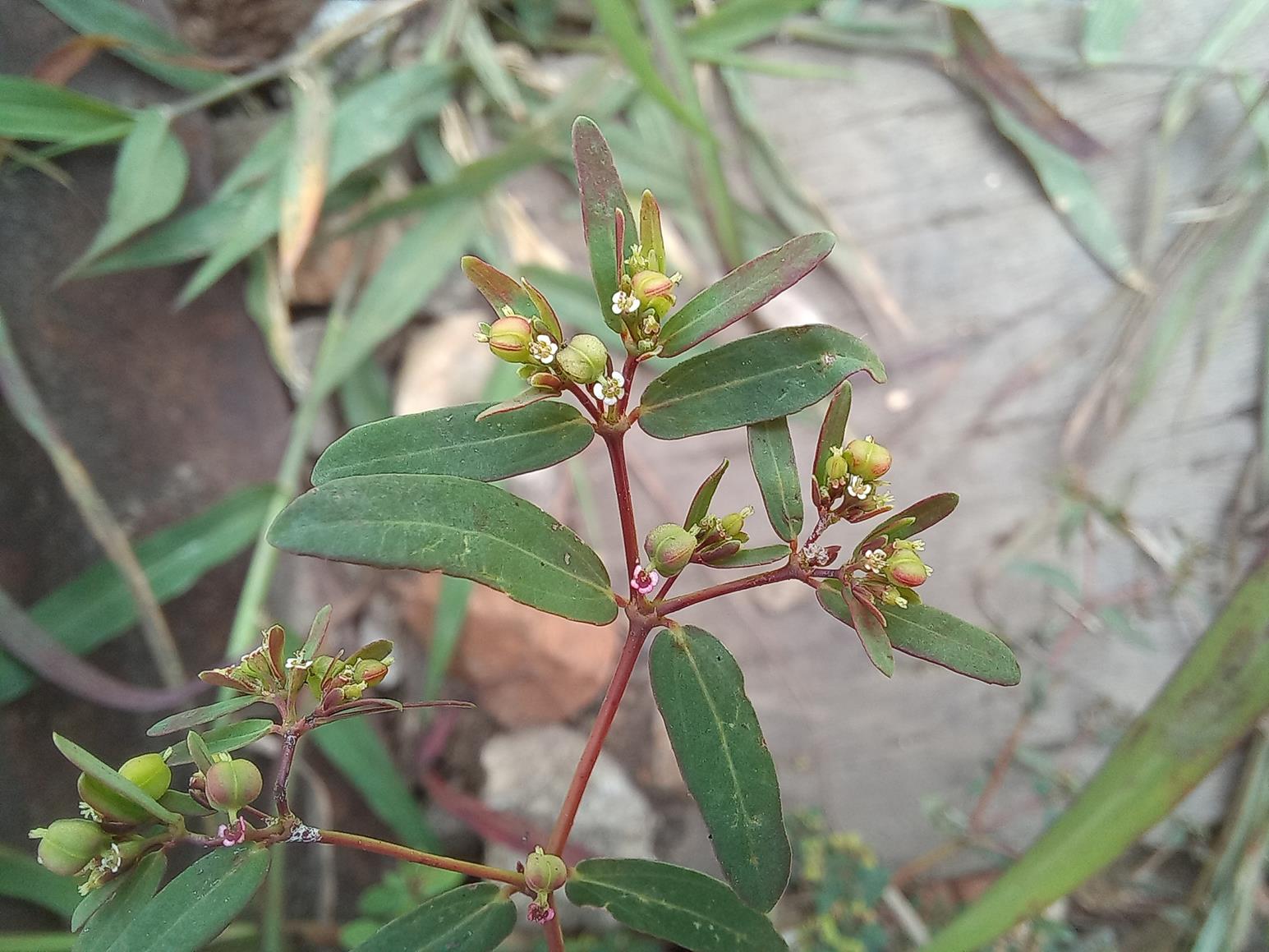 Euphorbia zambesiana var. zambesiana