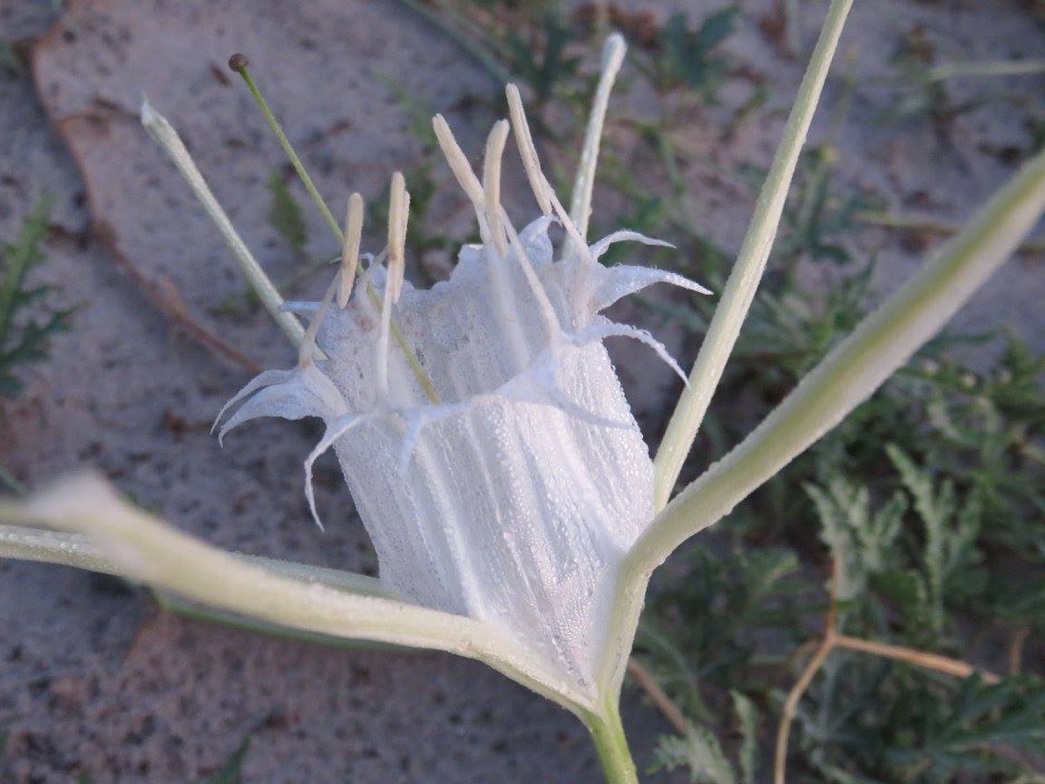 Pancratium tenuifolium Pancratium tenuifolium
