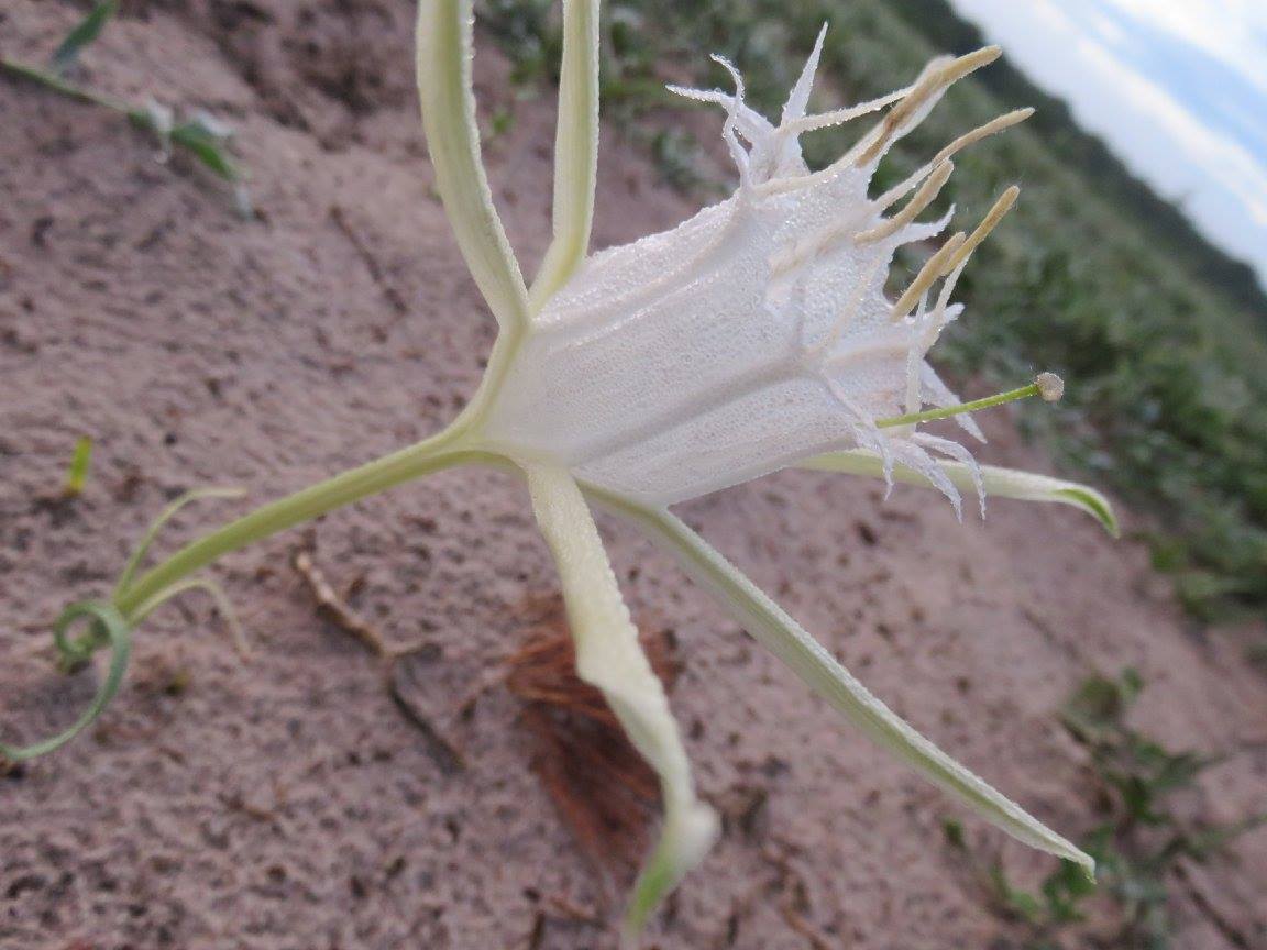Pancratium tenuifolium