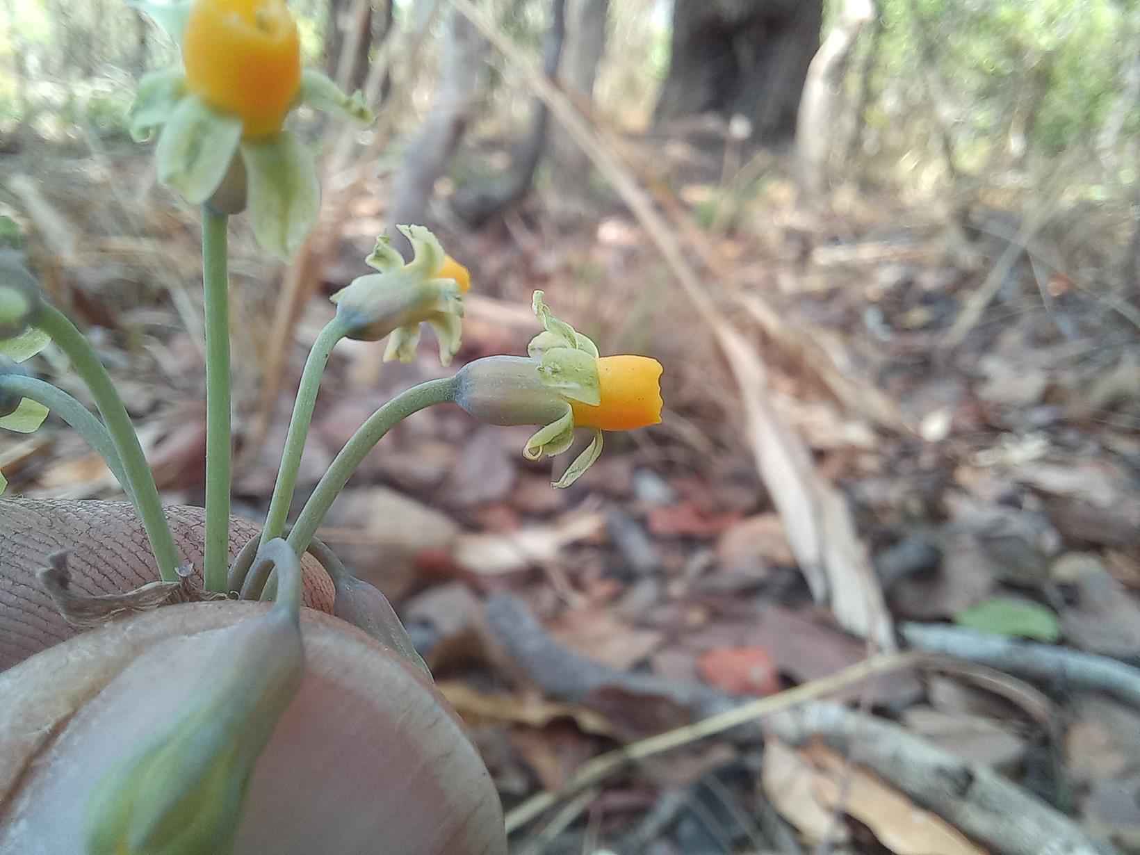 Tulbaghia alliacea