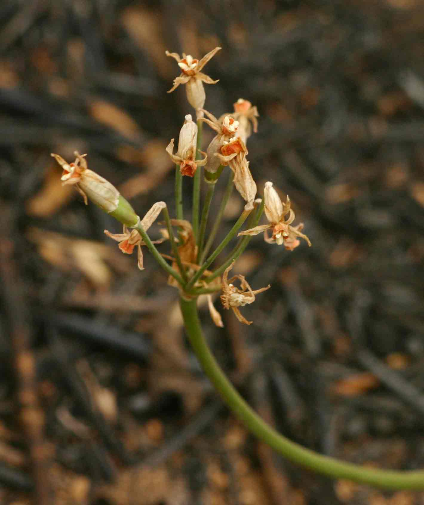 Tulbaghia leucantha