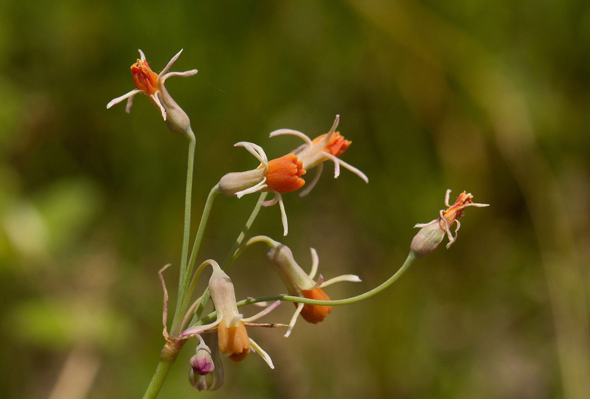 Tulbaghia leucantha Tulbaghia leucantha