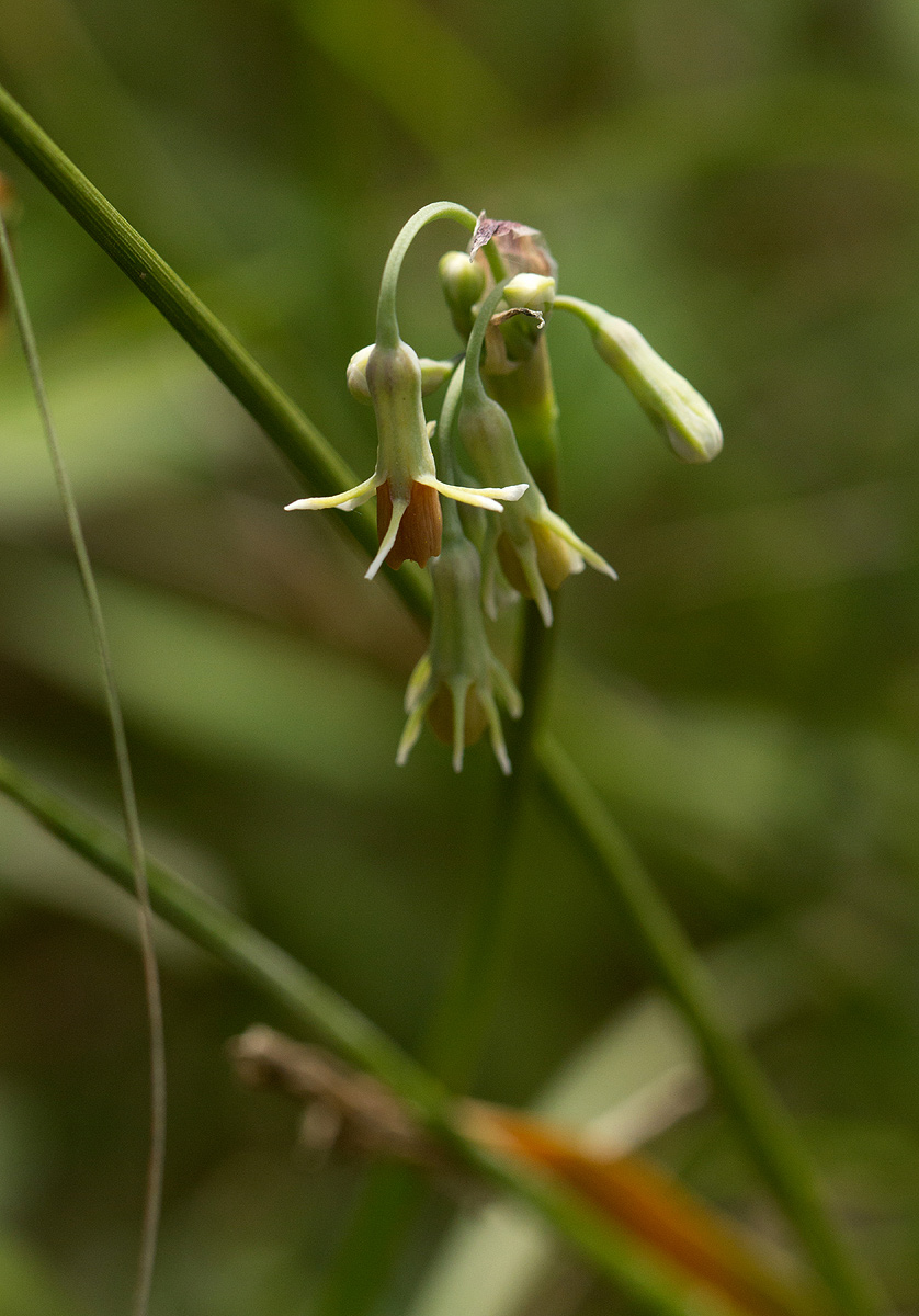 Tulbaghia leucantha