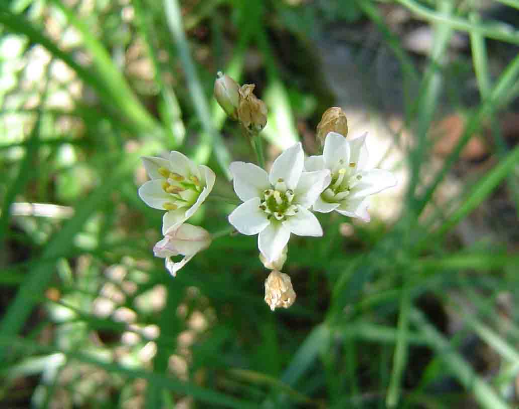 Nothoscordum borbonicum