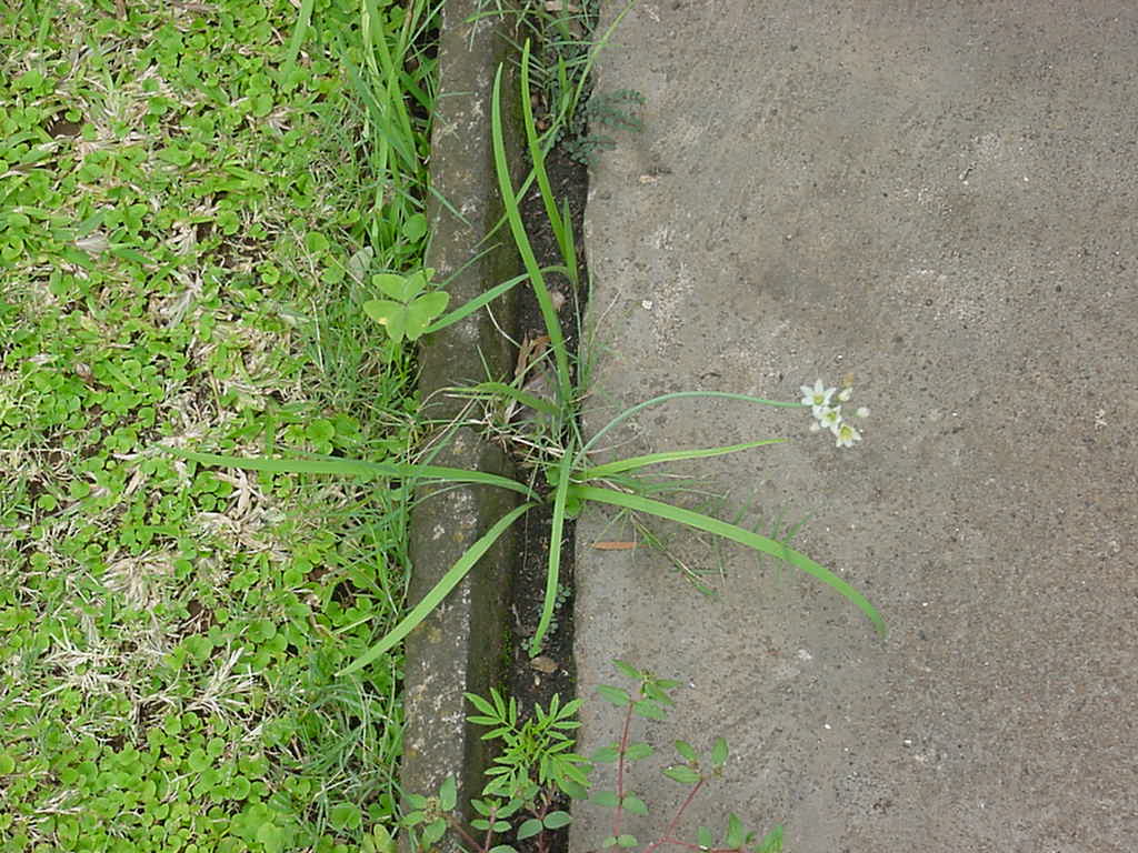Nothoscordum borbonicum