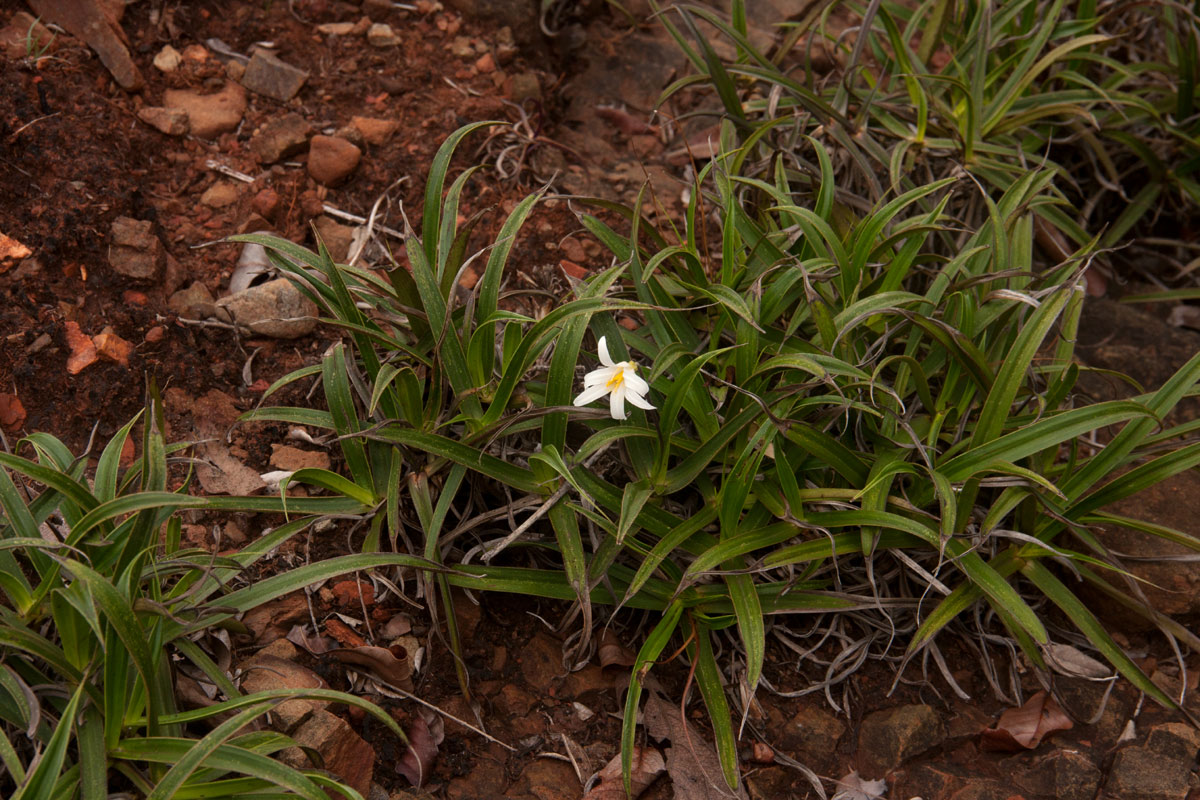 Xerophyta schlechteri Xerophyta schlechteri