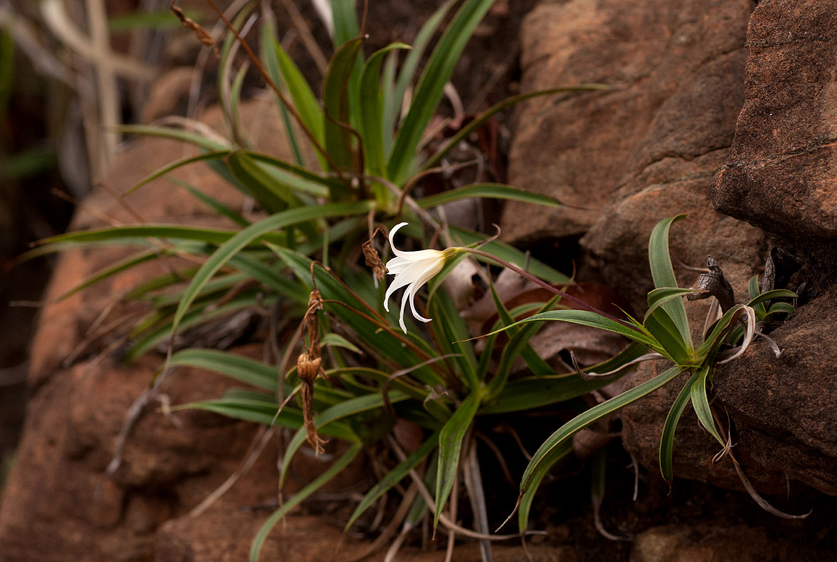 Xerophyta schlechteri Xerophyta schlechteri